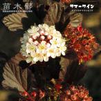 アメリカテマリシモツケ サマーワイン 登録品種・品種登録 5号ポット苗