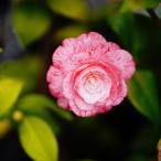 椿苗ハイジンクス接木白鉢植え開花3...