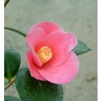 . рассада ..( просо ) контактный дерево белый растение в горшке цветение 11~3 месяц 