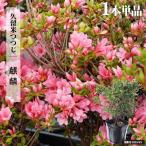  азалия рассада krume азалия ../ жираф 4 номер pot рассада 