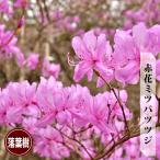  красный цветок Mitsuba азалия 8 номер pot большой рассада 