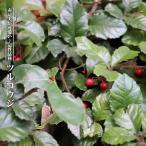 tsurukouji3 номер pot рассада 