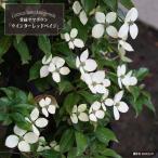  вечнозеленый японский кизил winter красный peiji АО ..(3шт.@..).. АО pot большой рассада большой экспресс доставка на дом * большой упаковка регистрация товар вид * товар вид регистрация 