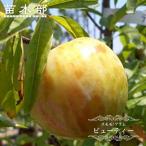 すもも苗木ビューティー1年生接木苗