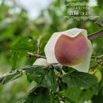 すもも苗木貴陽プラム1年生接木苗予...