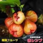 赤レンブ 苗 4.5号ポット 沖縄県産 予約販売4月下旬頃入荷予定