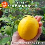 レモンの木 選抜トゲなしリスボン 2年生 接木 苗 ロングスリット鉢