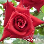 四季咲きつるバラ アンクルウォルター 3年生大苗