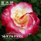 強香つるバラつるダブルデライト２年...