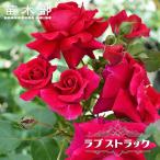 四季咲きつるバララブストラック2年...