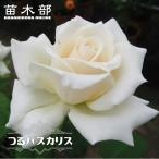 四季咲きつるバラつるパスカリ2年生...