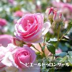 つるバラ ピエールドゥロンサール 3年生1.5m長尺大苗 つるバラ 初心者に超おすすめ つる性 つるばら 大型宅配便・大梱包