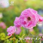 tsu. роза розовый summer snow ( весна . древесный уголь ) 2 год сырой большой рассада . покупка week