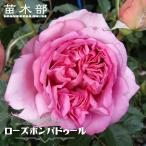四季咲き半つるバラローズポンパドゥ...