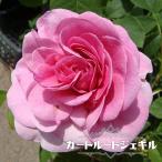 強香半つるバラ苗ガートルードジェキ...