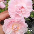半つるバラ苗ストロベリーヒル3年生...