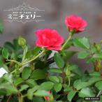  цветок ковровое покрытие rose Mini Cherry 3.5 номер pot рассада .. дерево роза рассада 