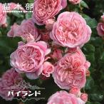 四季咲きバラ苗バイランド2年生大苗...