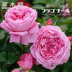四季咲き半つるバラフラゴナール大苗...