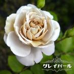 四季咲きバラ苗グレイパール3.5号...