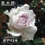 四季咲き強香バラ苗ガブリエル2年生...