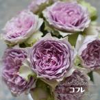四季咲き半つるバラ コフレ 2年生大苗 登録品種・品種登録