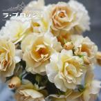 �l�G�炫��o�� ���E�u���b�V�� 2�N����c �o�^�i��E�i��o�^ �\��̔�1�����{�ȍ~���ח\��