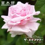 四季咲き強健バラ苗ザメイフラワー２...