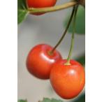 ショッピングさくらんぼ 1本でなるさくらんぼの木 紅きらり 2年生接木苗 スリット鉢植え 限定販売 予約販売11月下旬頃入荷予定