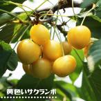 さくらんぼの木 黄色いサクランボ 1年生接木苗 予約販売11〜12月頃入荷予定