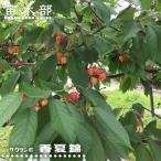 さくらんぼの木 香夏錦 3年生接木1m大