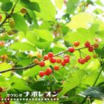さくらんぼの木 ナポレオン 1年生接木苗