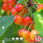 ショッピングさくらんぼ さくらんぼの木 YD佐藤錦 2年生苗矮性台木接木苗 ロングスリット 鉢植え 限定販売