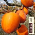 柿の苗木 蜂屋柿 渋柿 2年生接木 スリット鉢植え 苗木 限定販売