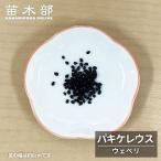 食用サボテンの種10粒 パキケレウス ウェベリ Pachycereus we…
