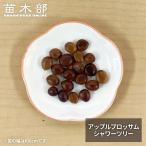 種子10粒 アップルブロッサムシャワーツリー Cassia javanica