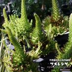 ツメレンゲ 多肉植物 観葉植物 3.5号ポット