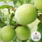梅の苗木選抜紀州南高梅実梅2年生接...