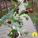 ナツメ一才性1年生挿し木苗