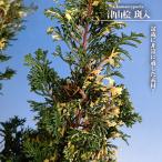  Цу гора .. входить 3.5 номер pot рассада .. дерево - navi ro value 