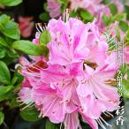  Kurume азалия ..4 номер pot рассада - navi ro value 