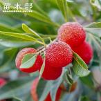 ヤマモモ瑞光2年生接木限定販売