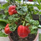  перец стручковый - spring ro красный красный острый перец 4 номер длинный pot большой рассада Okinawa префектура производство 