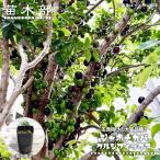 jabochi бегемот krusi фиксирующие детали 2 номер pot рассада реальный сырой 