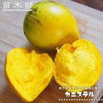 カニステル Pouteria campechiana 実生苗 3号ポット