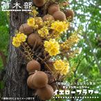 キャノンボールツリー イエローフラワー Couroupita nicarag…