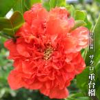 ザクロ苗重台榴3.5号ポット苗ハナ...