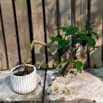  Mikawa . дракон .3 номер мини бонсай [ на данный момент товар ]