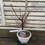  цветок слива бонсай один -слойный .. розовый цветок 5 номер pra горшок 