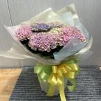 母の日ギフト　ハイドランジア(アジサイ)　マジカルレボリューション（レインボー）　4.5号鉢植え　北海道、沖縄、離島など一部地域発送不可